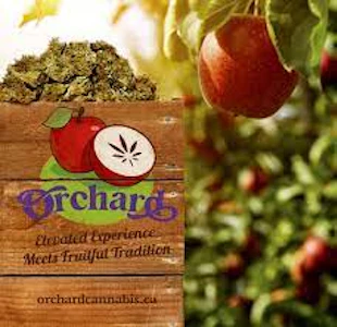 Orchard - APPLE FLAPJACKS PRE-ROLLS - 3x0.5G