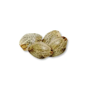 BOOK CLUB  - GRAPEFRUIT EXPERIENCE SEEDS