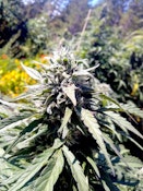 Timewarp Auto Flower 5 Pack of Seeds