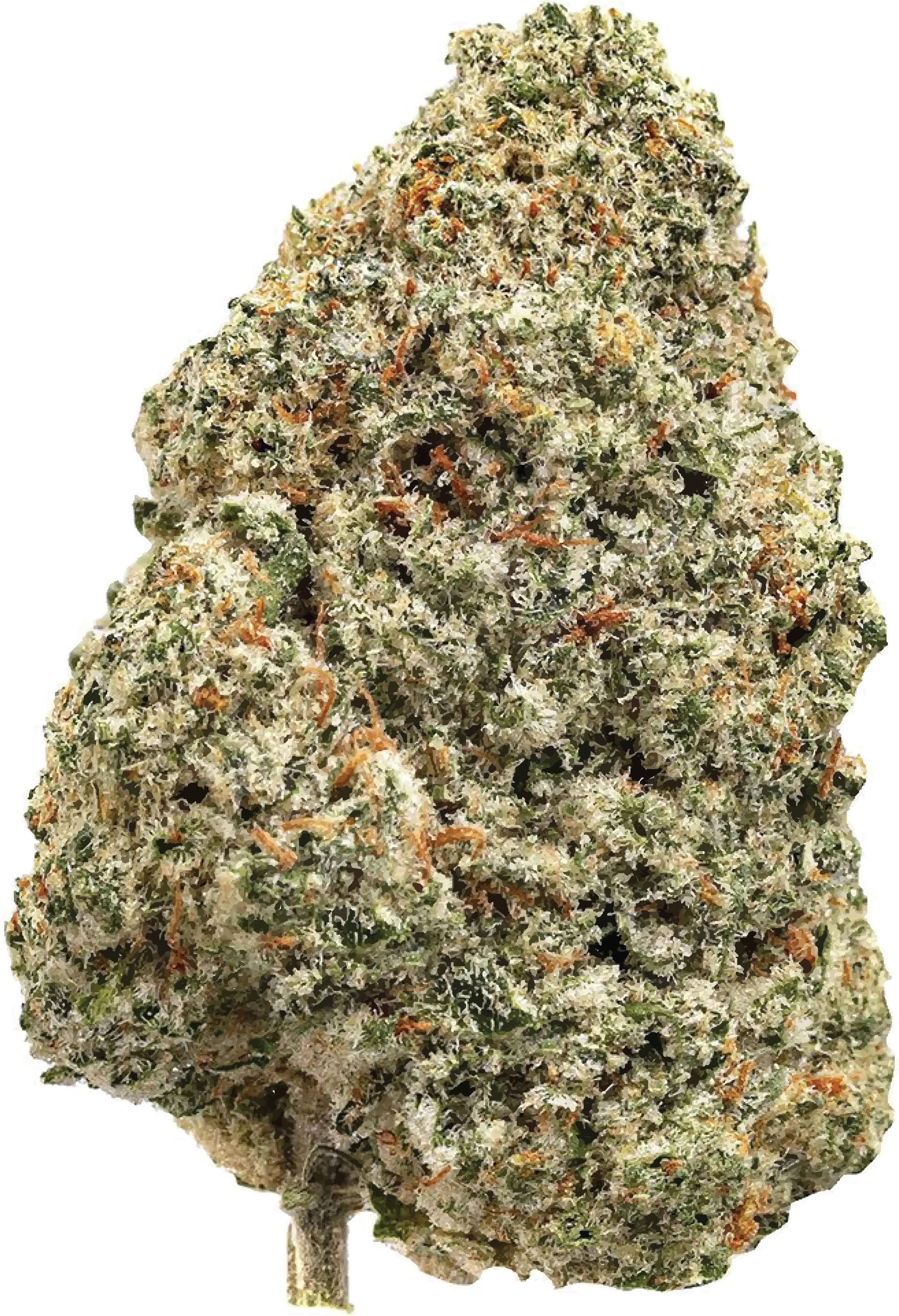 Fraser Valley - Top Crop Indica (Sunday Cruiser) | 28g