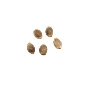 HomeGrow with Freedom - 5G PAINTED LADY CBD SEEDS