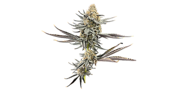 JBuds Craft Cannabis - PEACH SUPREME - 7