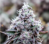 Woody Nelson - 33 Splitter (3.5g)
