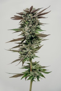 Saltspring Magic - TIMMY'S OG SHARK SMALLS - 28G