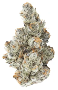 3rd Coast Genetics - Black Truffle