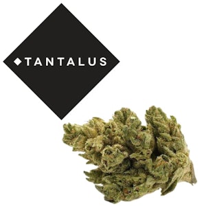 Tantalus - Rotating Sativa