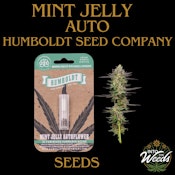Mint Jelly Auto Seeds - 5pk