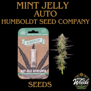 Humboldt Seed co - Mint Jelly Auto Seeds - 5pk