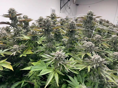 Saltspring Magic - PINE TAR SMALLS - 28G