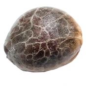 Error 504 Seeds- 34 Street Seed Co.