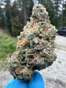 Saltspring Magic - PHENO HUNTER'S DREAM - RAINBOW COOKIES - 3.5G