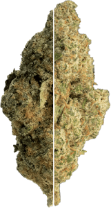 The Loud Plug - The Loud Plug - Splitter ( Cherry Diesel + LA Pop Star) 2x14g | 28g