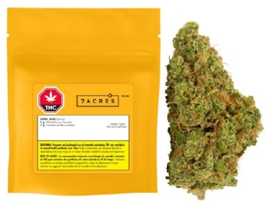 7ACRES - 7Acres Ultra Jack 7G