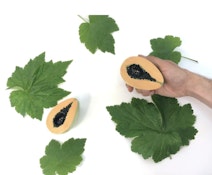 Papaya | Hand Pipe