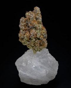 Kootenay Quantum - KQ Tangerine Queen 7g