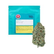 Rotterdam Indica