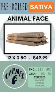 Carmel - CARMEL - 12PK ANIMAL FACE PRS