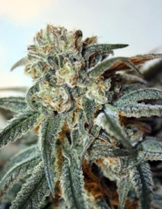 Critical Hit! - Tilt-Proof Indica 7g Dried Flower - Critical Hit!