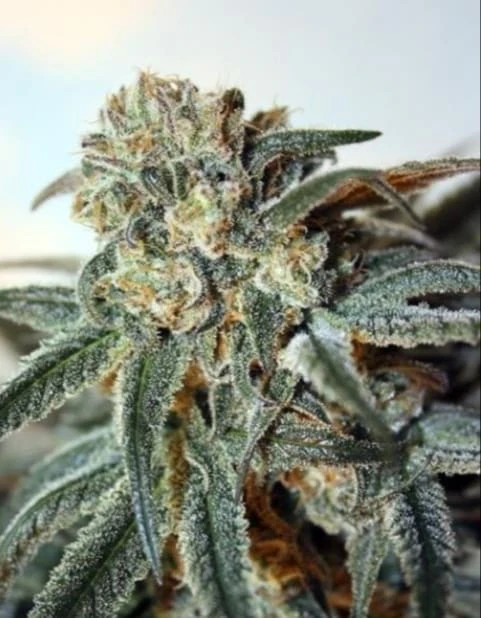 Critical Hit! - Tilt-Proof Indica 7g Dried Flower - Critical Hit! Main Image