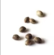 Watermelon Sugar 5 pack seeds Palm Gardens