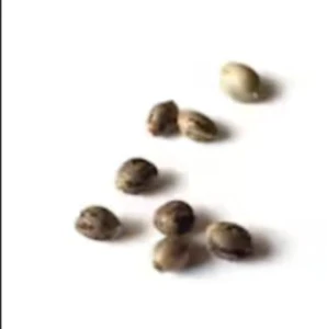 Palm Gardens Cannabis Company - Watermelon Sugar 5 pack seeds Palm Gardens