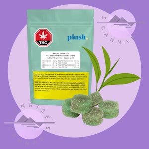 PLUSH - MATCHA GREEN TEA - PLUSH - 5X2MG