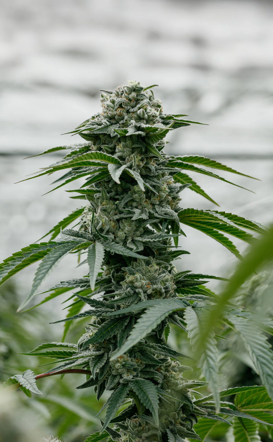 PURE SUNFARMS - Pure Sunfarms - Backcross Mints - 7g Main Image