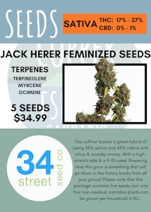 34 Street Seed Co - 34 STREET SEED CO - 5PK JACK HERER FEMINIZED SEEDS