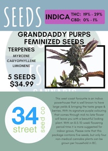 34 Street Seed Co - 34 STREET SEED CO - 5PK GRANDDADDY PURPS FEMINIZED SEEDS