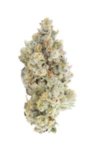 Tantalus - BEACH WEDDING - 7