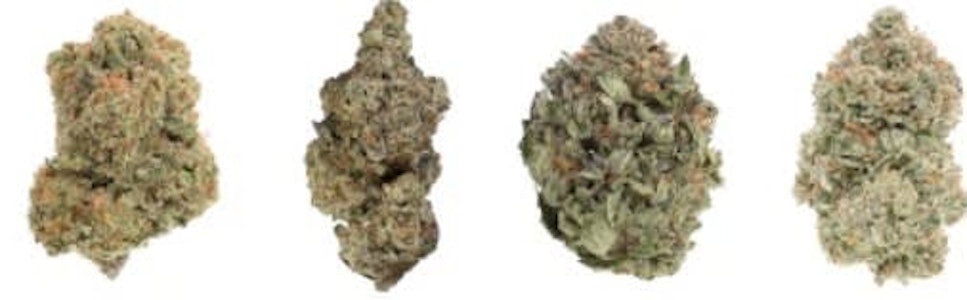 1964 - DF-1964-MIX N MATCH VARIETY PACK LTO