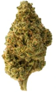The Loud Plug - The Loud Plug - Tropicana Cookies 14g - Dried Flower
