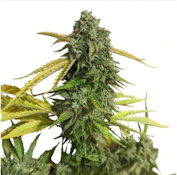 OG KUSH SEEDS fem - 5