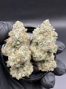 Kootenay Cultivar - OJ Zainbow 7g