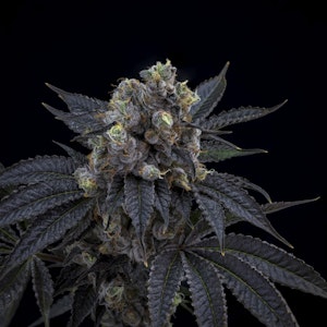 Kootenay Cultivar - Kootenay Cultivar Meringue Kush 7g