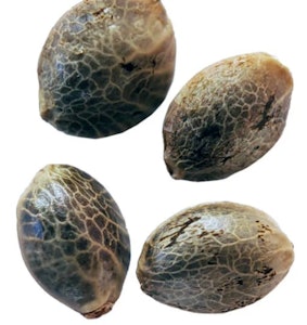 Weathered Islands Craft Cannabis - Lemon Sunshine Autoflower Feminized Seeds 4