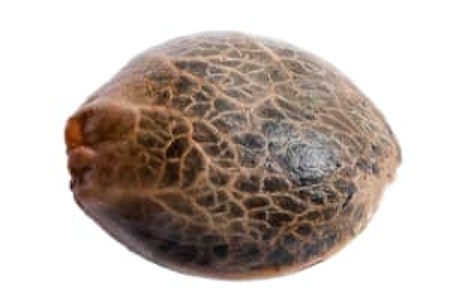 34 Street Seed Co. - Seeds