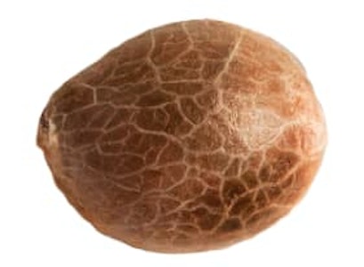 34 Street Seed Co. - Seeds