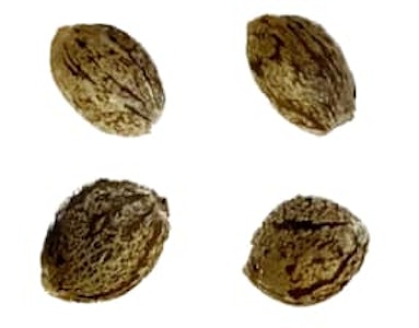 Automatic Ganja - Seeds