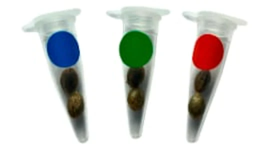 Green Rose Seeds - Seeds