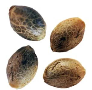 Weathered Islands - BC West Coast Feminized Seed Multi Pack 4 Pack Seeds