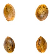 Gry Pytn X Crashed Out Cookies (fem Seeds) 4 Pack Seeds