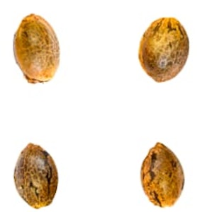 Green Rose Seeds - Gry Pytn X Crashed Out Cookies (fem Seeds) 4 Pack Seeds