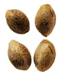 Weathered Islands - Seeds