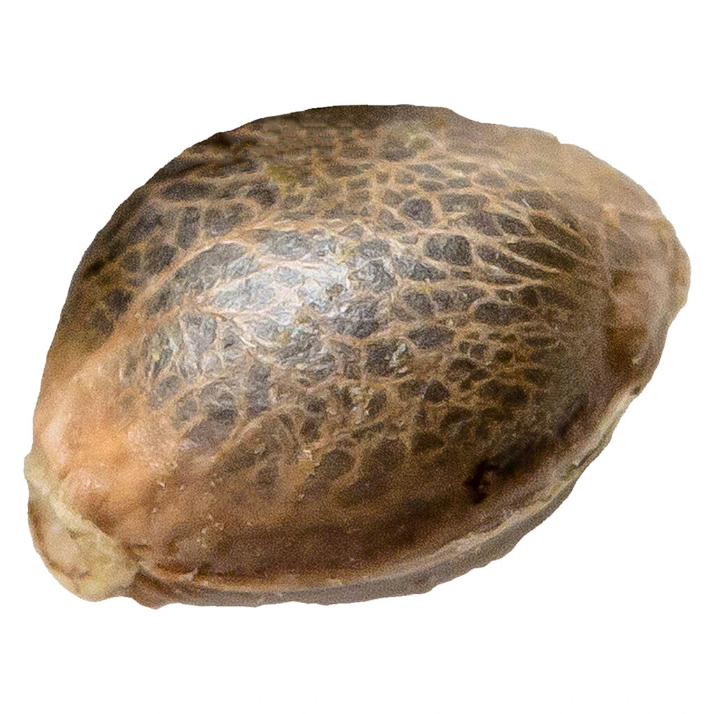 34 STREET SEED CO - OG Kush 5 Pack Seeds Main Image