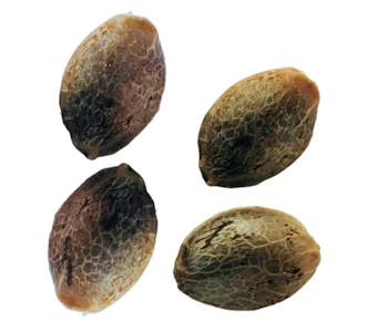 Weathered Islands Craft Cannabis - BC Classics Variety Seeds 4pk