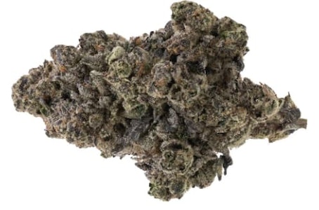 Carmel - Candy Gas Face (Animal Face x Apple Fritter x Zkittlez) (SD) / Carmel