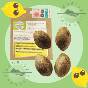 Weathered Islands Craft Cannabis - LEMON SUNSHINE AUTOFLOWER SEEDS  - WEATHERED ISLAND - 4PACK