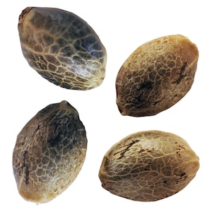 Weathered Islands - BC Weathered Islands - BC West Coast Multi Pack Feminized Seeds - 4 Pack Seeds