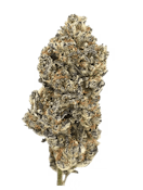 14g Blue Pave - Ritual Green